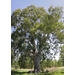Red Gum